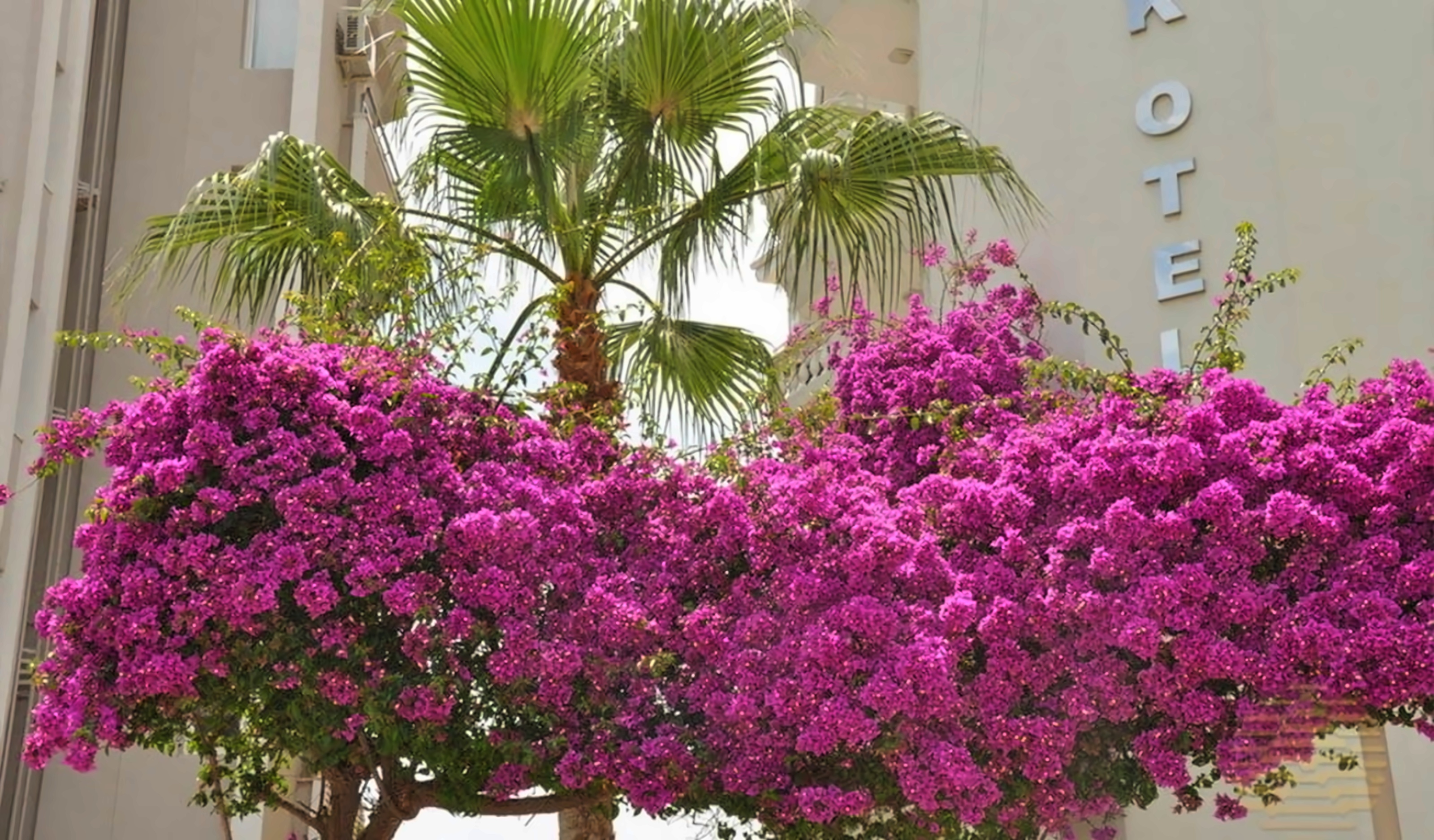 Azak Hotel pilt 5